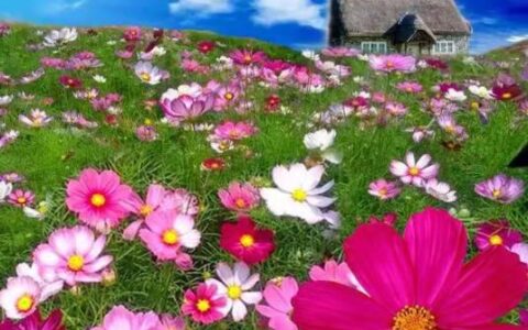 故乡·家人·大舅家