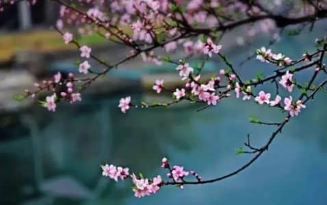 故乡·杏花·小城-小牛评论