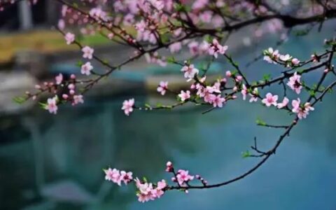 故乡·杏花·小城