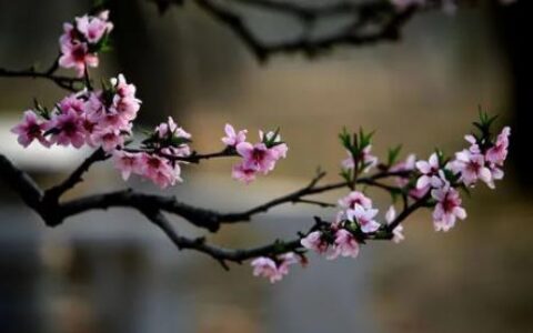 故乡·她们·林林