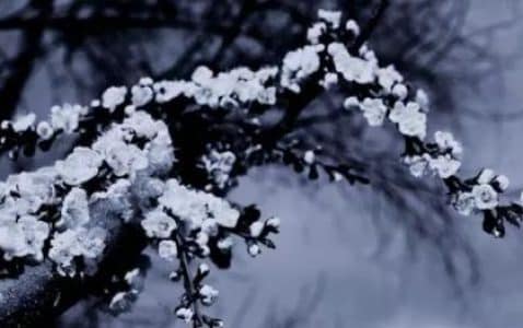 故乡·她们·疯子（一）-小牛评论