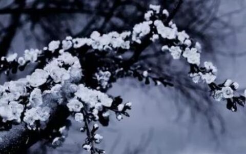 故乡·她们·疯子（一）