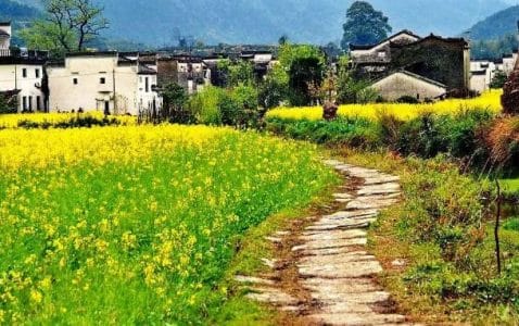 故乡·家人·三舅家的萍萍-小牛评论