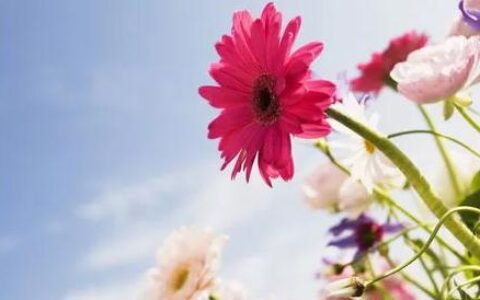 爱的传播和解读