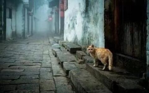 故乡·家人·二舅家