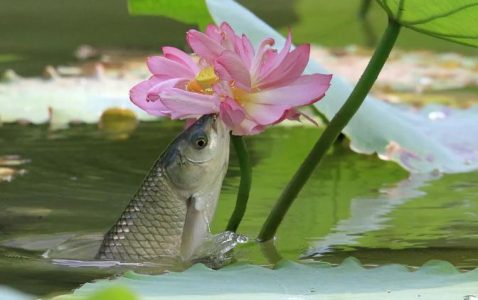 江南-小牛评论