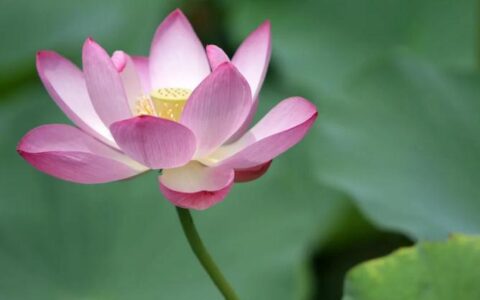 心画·纯净的心