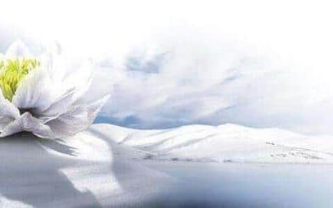 宝贝禾·颂诗（三）