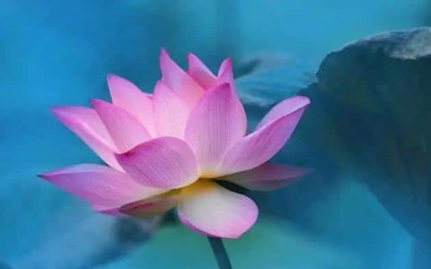 黛黛·未生我时我在何处