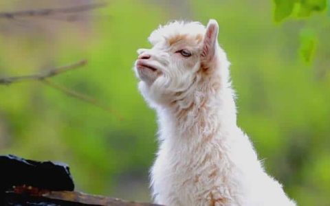 故乡·三味·羊羔肉