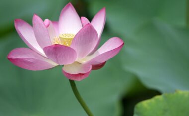 一个后悔做好事的糊涂老翁